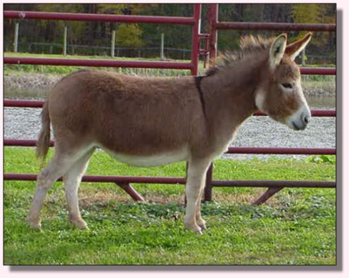 My World Cameo, dark red miniature donkey jennet for sale