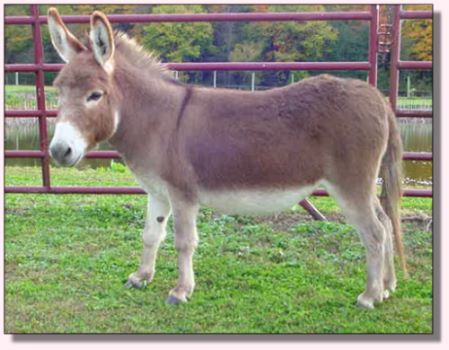 My World Cally, dark red miniature donkey jennet for sale
