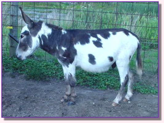 Moe Moe Acres Shiloh, spotted miniature donkey for sale