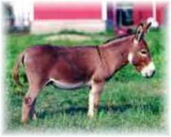 Miniature Donkey My World Buster (6947 bytes)