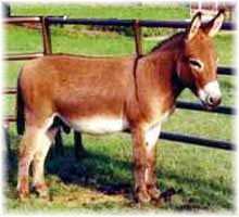 Miniature Donkey My World Cheyenne (8705 bytes)