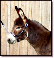 Miniature Donkey Herd Sire, Chocese (8825 bytes)