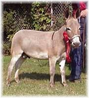 Miniature Donkey My World Dodger (7248 bytes)