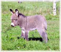 Miniature Donkey My World Jazmin (8898 bytes)