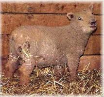 Olde English 'Babydoll' Sheep LambChop (12,000 bytes)