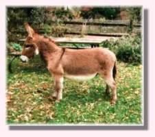 Miniature Donkey My World Parker (10,424 bytes)