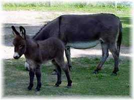 Miniature Donkey My World Sierra & foal, Mason (7652 bytes)