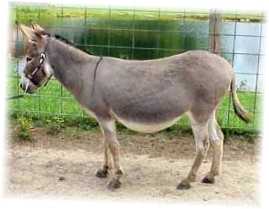 Miniature donkey, Maude (8057 bytes)