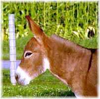 Miniature Donkey My World Montana (7696 bytes)