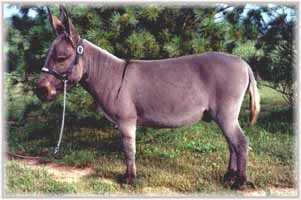 Miniature Donkey My World Sidney (10,726 bytes)