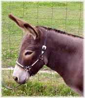 Miniature Donkey My World Sierra (6307 bytes)