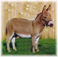 Miniature Donkey My World Winston (5952 bytes)