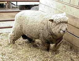 Olde English 'Babydoll' Sheep (19,717  bytes)