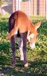 Miniature Donkey My World Cherokee Red (3541  bytes)