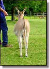 My World Comanche