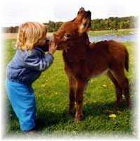 Miniature Donkey My World Red Dream (6390  bytes)