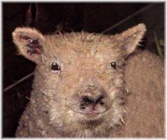 Olde English 'Babydoll' Sheep LambChop (9349 bytes)