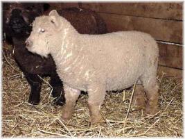 Olde English 'Babydoll' Sheep LambChop & Groucho (14,309 bytes)