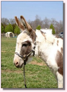 Windcrest Little Suzannah