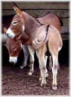 Miniature Donkey My World Montana (5880 bytes)