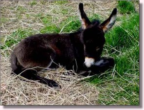 Jennet foal, Sable