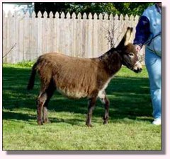 Gardner's Sable