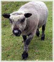 Olde English 'Babydoll' Sheep' Vadar (6784  bytes)