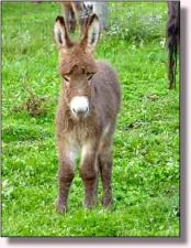 Unnamed Jennet foal