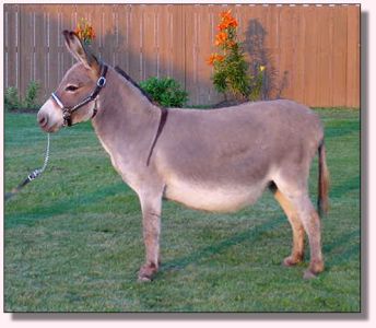 Windcrest Maria