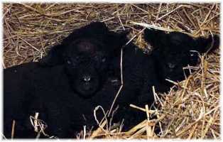 Brand New Baby Doll Sheep! (11,799 bytes)
