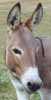 Lower Forty's Herd Sire, My World Dodger (1501 bytes)