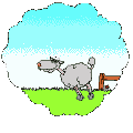 Olde English Baby Doll Sheep at My World Farm Miniature Donkeys (11,540 bytes)